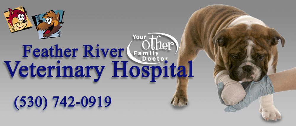 Feather River Veterinary Hospital