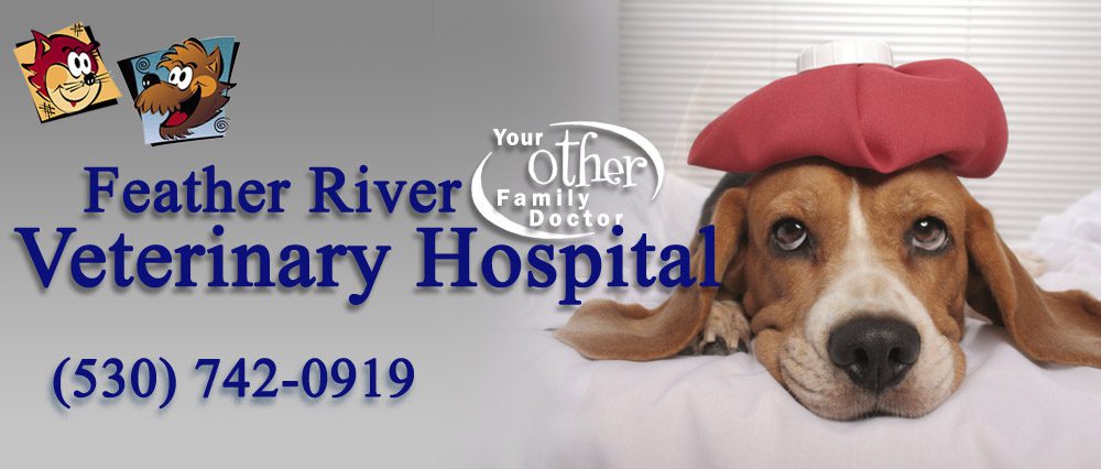 Feather River Veterinary Hospital