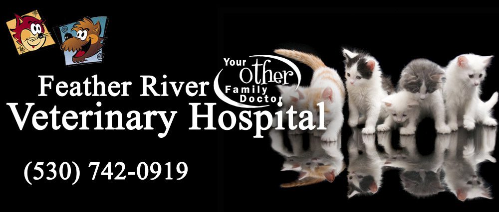 Feather River Veterinary Hospital