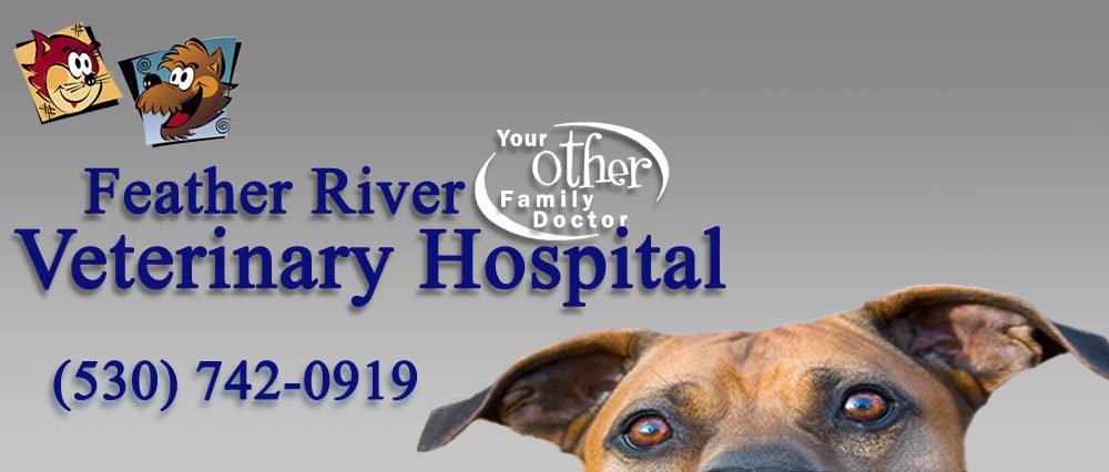 Feather River Veterinary Hospital